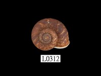 藏品(臺灣大山蝸牛)的圖片